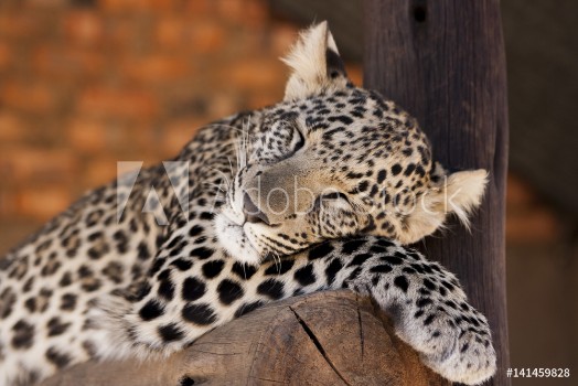 Bild på Leopard cub - cuteness 
